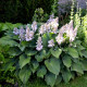 HOSTA 'Halcyon'