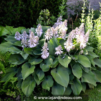 HOSTA &#039;Halcyon&#039;