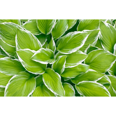HOSTA \'Wide Brim\'