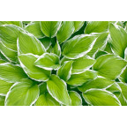HOSTA 'Wide Brim'