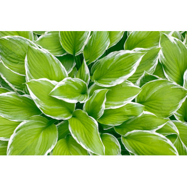 HOSTA \'Wide Brim\'