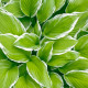 HOSTA 'Wide Brim'