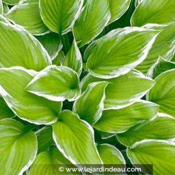 HOSTA &#039;Wide Brim&#039;