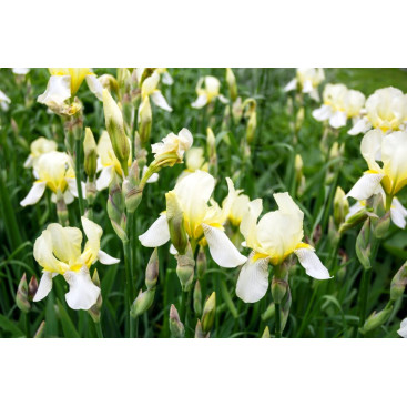 IRIS sibirica \'Snow Queen\'
