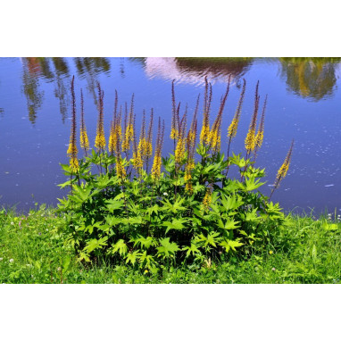 LIGULARIA przewalskii