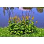 LIGULARIA przewalskii