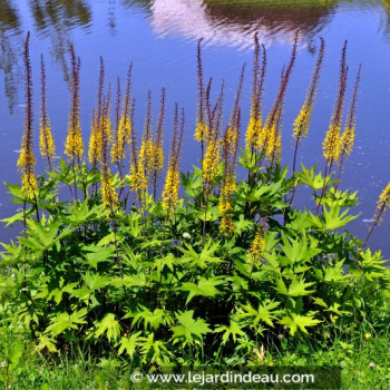 LIGULARIA przewalskii