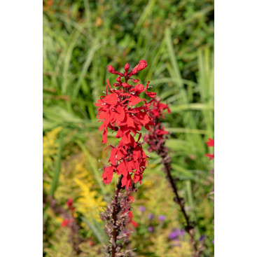 LOBELIA fulgens \'Queen Victoria\'