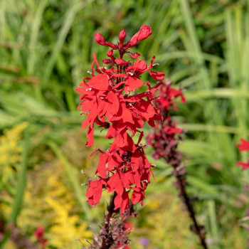 LOBELIA &#039;Queen Victoria&#039;