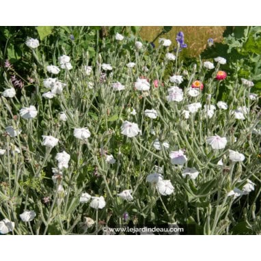 LYCHNIS coronaria \'Alba\'