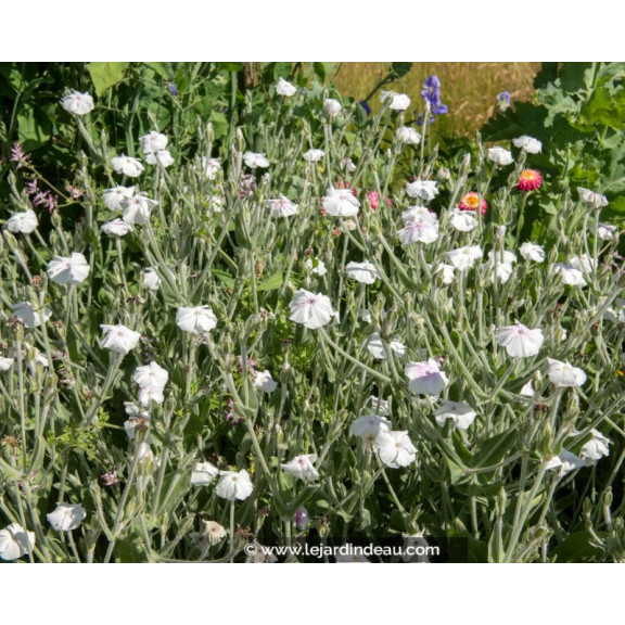 LYCHNIS coronaria 'Alba'