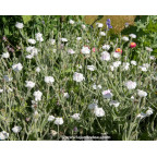 LYCHNIS coronaria 'Alba'