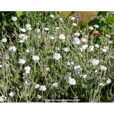 LYCHNIS coronaria \'Alba\'