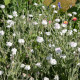 LYCHNIS coronaria 'Alba'