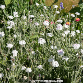 LYCHNIS coronaria &#039;Alba&#039;