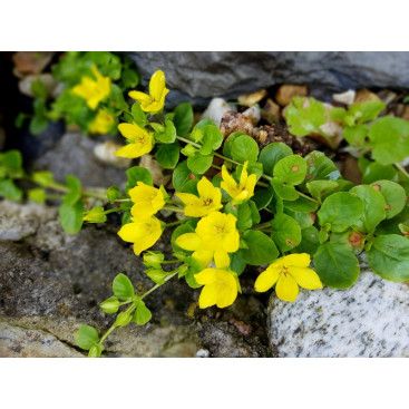 LYSIMACHIA nummularia