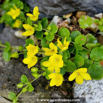 LYSIMACHIA nummularia