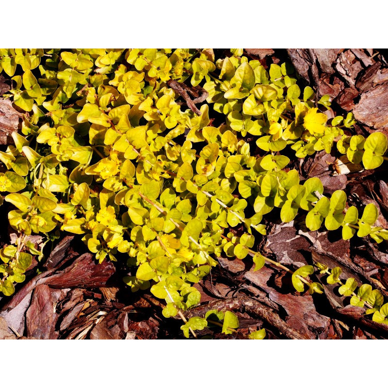 LYSIMACHIA nummularia 'Aurea'