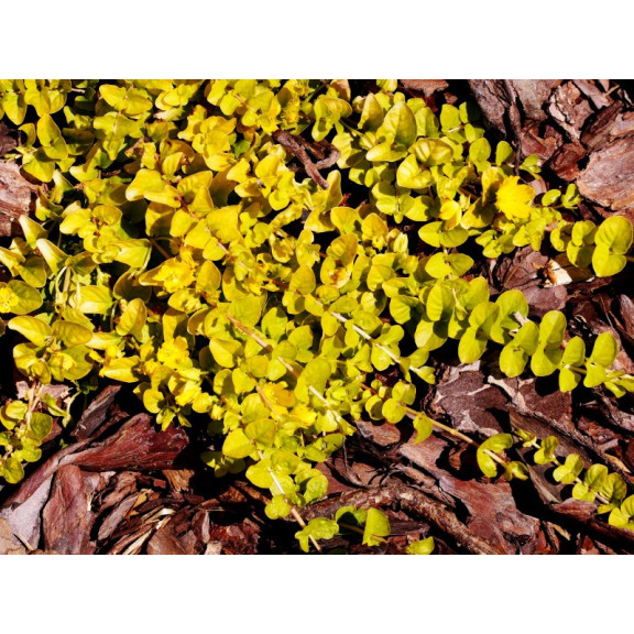 LYSIMACHIA nummularia 'Aurea'