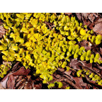 LYSIMACHIA nummularia 'Aurea'