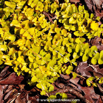 LYSIMACHIA nummularia &#039;Aurea&#039;