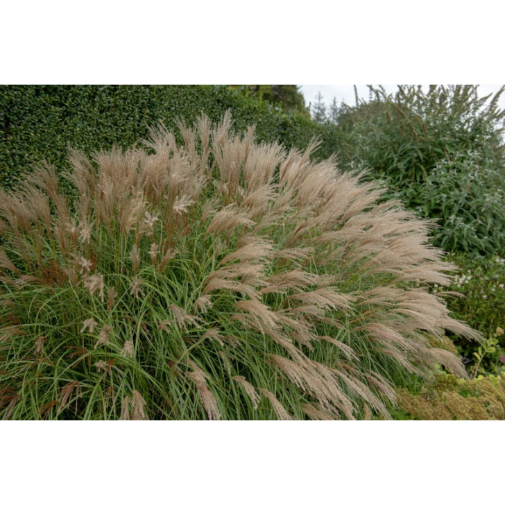 MISCANTHUS sinensis 'Adagio'