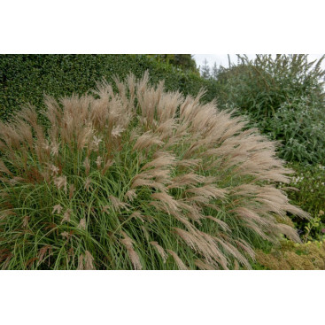 MISCANTHUS sinensis \'Adagio\'