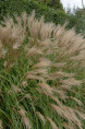 MISCANTHUS sinensis 'Adagio'