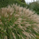 MISCANTHUS sinensis 'Adagio'