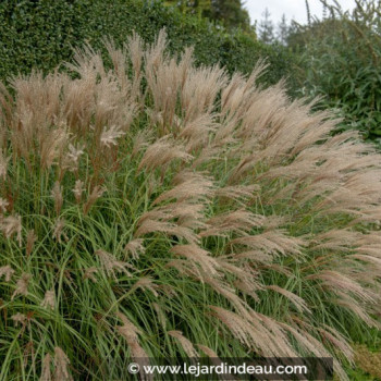 MISCANTHUS sinensis &#039;Adagio&#039;