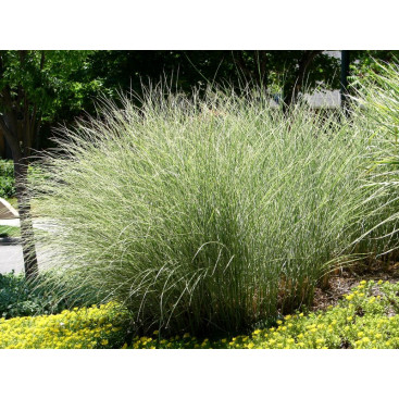 MISCANTHUS sinensis \'Morning Light\'