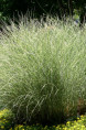 MISCANTHUS sinensis 'Morning Light'