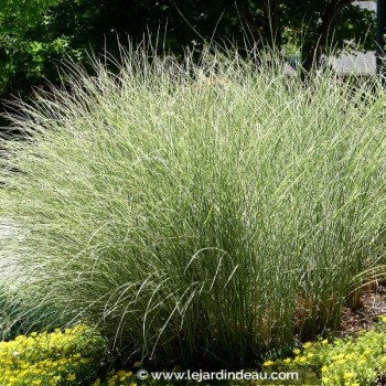 MISCANTHUS sinensis &#039;Morning Light&#039;