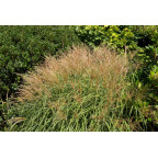 MISCANTHUS sinensis 'Yakushima Dwarf'