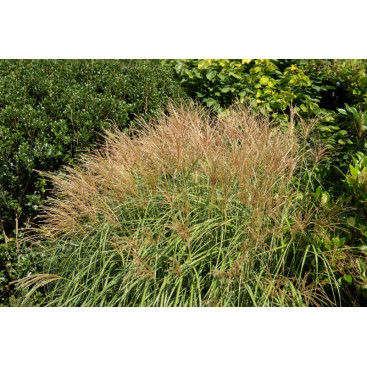MISCANTHUS sinensis \'Yakushima Dwarf\'