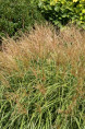 MISCANTHUS sinensis 'Yakushima Dwarf'