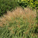 MISCANTHUS sinensis 'Yakushima Dwarf'