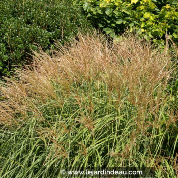 MISCANTHUS sinensis &#039;Yakushima Dwarf&#039;