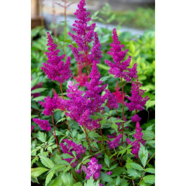 ASTILBE chinensis var. taquetii \'Superba\'