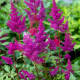 ASTILBE chinensis var. taquetii 'Superba'