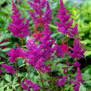 ASTILBE chinensis var. taquetii &#039;Superba&#039;