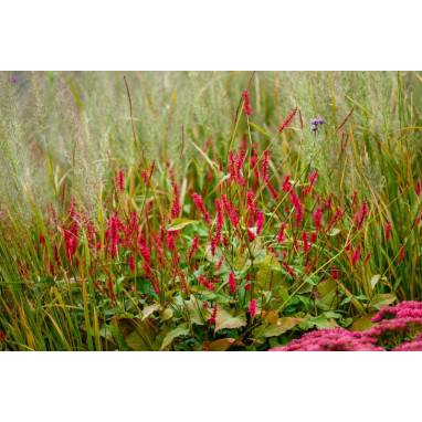 PERSICARIA amplexicaulis \'Taurus\'
