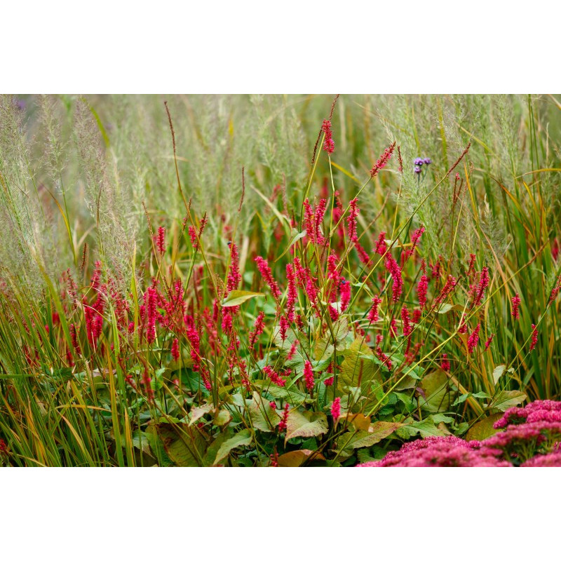 PERSICARIA amplexicaulis 'Taurus' PERSICARIA amplexicaulis 'Taurus'