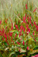 PERSICARIA amplexicaulis 'Taurus'