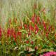 PERSICARIA amplexicaulis 'Taurus'