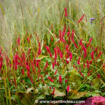 PERSICARIA amplexicaulis &#039;Taurus&#039;