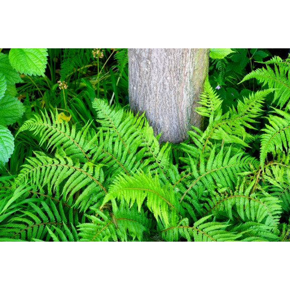 POLYSTICHUM setiferum