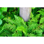 POLYSTICHUM setiferum