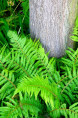 POLYSTICHUM setiferum