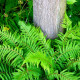 POLYSTICHUM setiferum